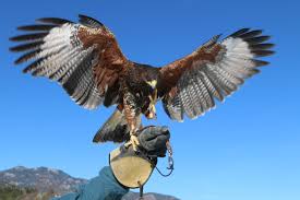 Falconry Bmoor