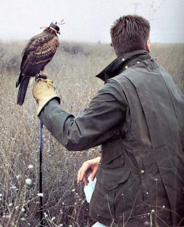 Falconry Workshops & Experiences-Corporate - Boar's Head Outfitters